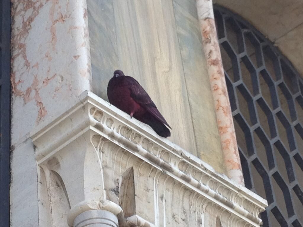 Il Piccione